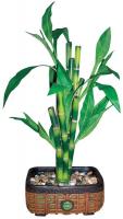 5YGD3 Bamboo Plant, Silk, 15 In.