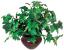 5YGD2 - Ivy Plant, Silk, 7 In. Подробнее...