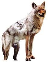 8ENF6 Coyote Decoy Two Dimensional