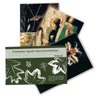 8RJD4 Freshwater Insect Flash Cards